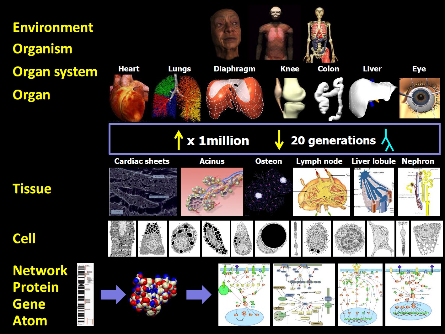 The Physiome challenge