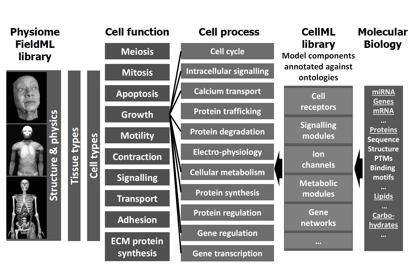 Infrastructure for linking molecular biology to physiome