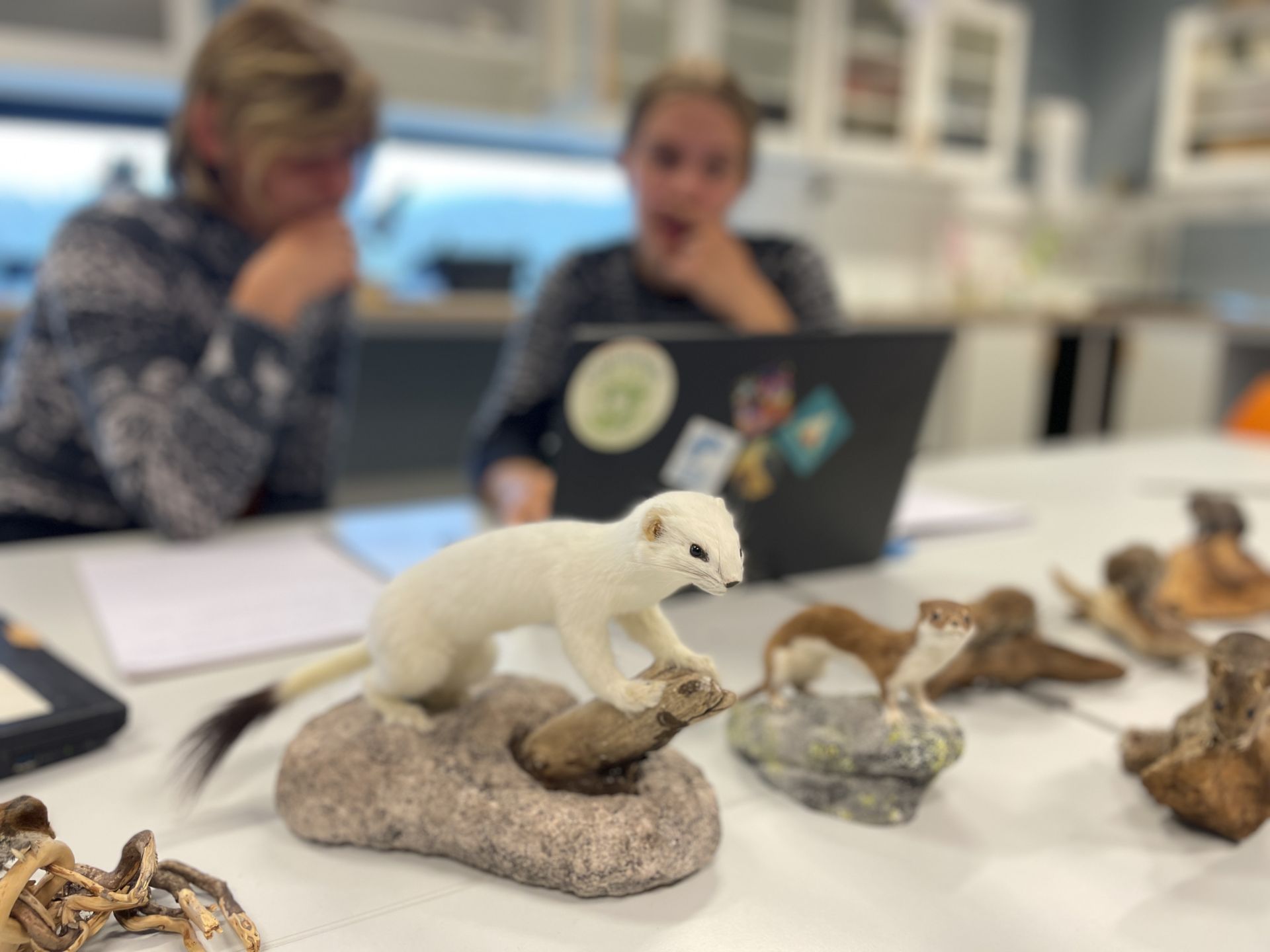 Studenter studerer anatomisk modell av et dyr